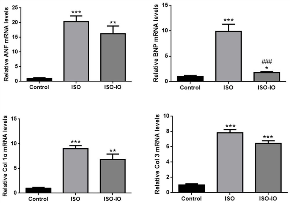 Application of inonotus obliquus in preparation of medicine for resisting ventricular remodeling