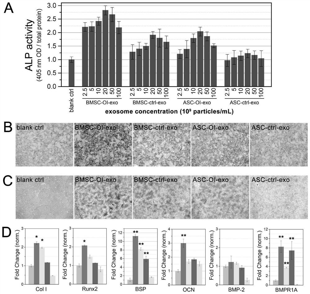 Multistage micro-nano structure bone repair scaffold for freeze-drying delivery of exosome