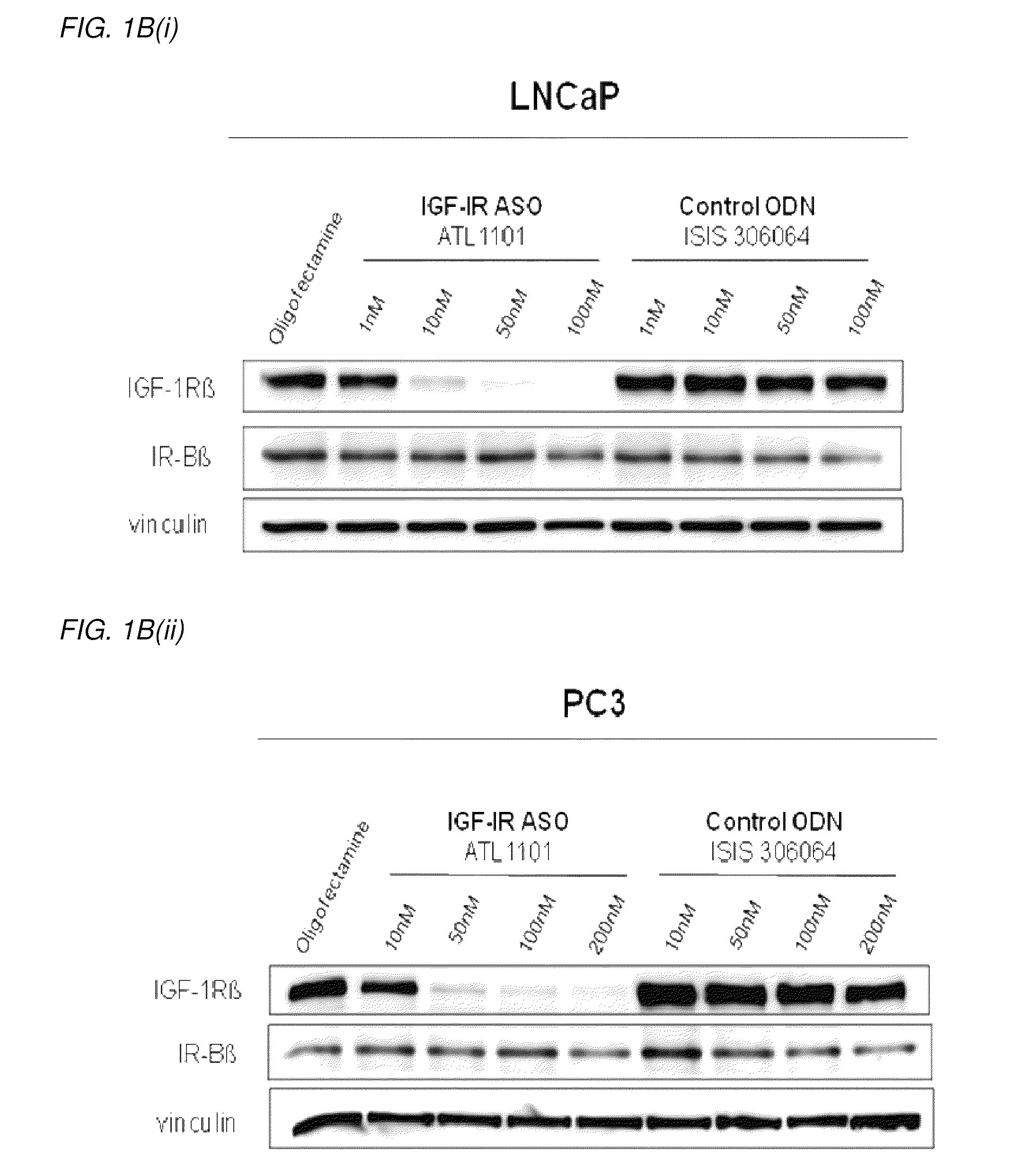 Modulation of insulin like growth factor I receptor expression in cancer