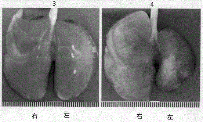 Rat unilateral pulmonary fibrosis model building method
