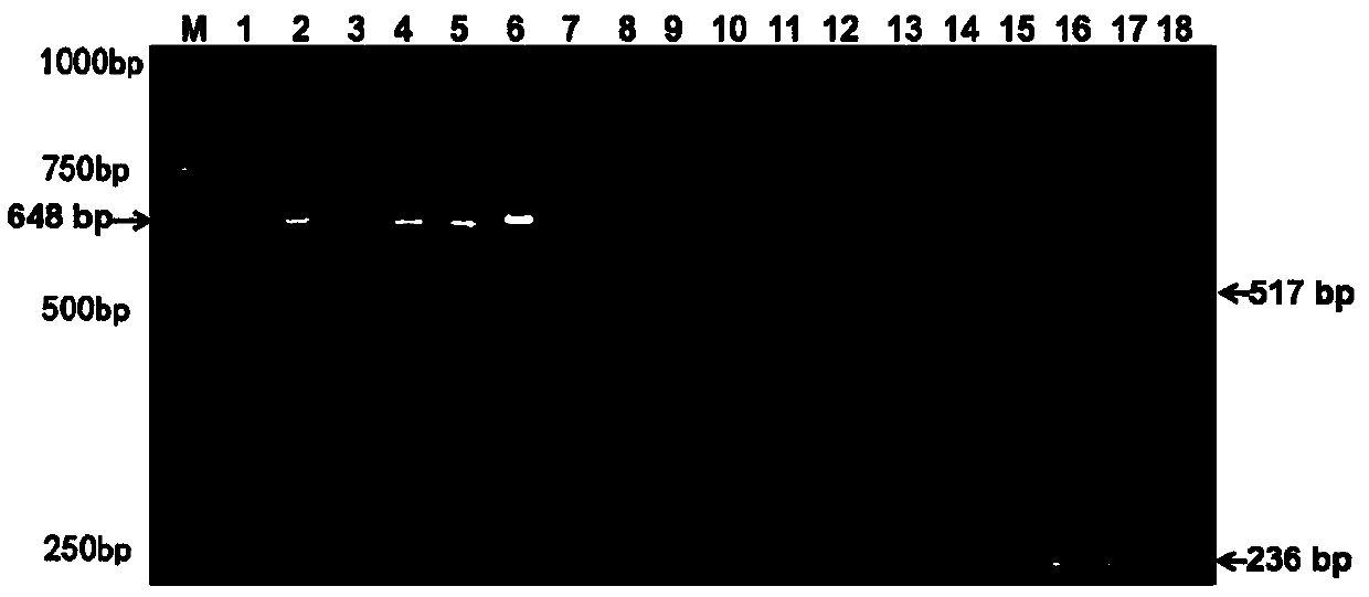 Molecular specificity labeled primer for mutual discrimination of Amaranthus albus L., Amaranthus blitum L. and Amaranthus retroflexus L., and method