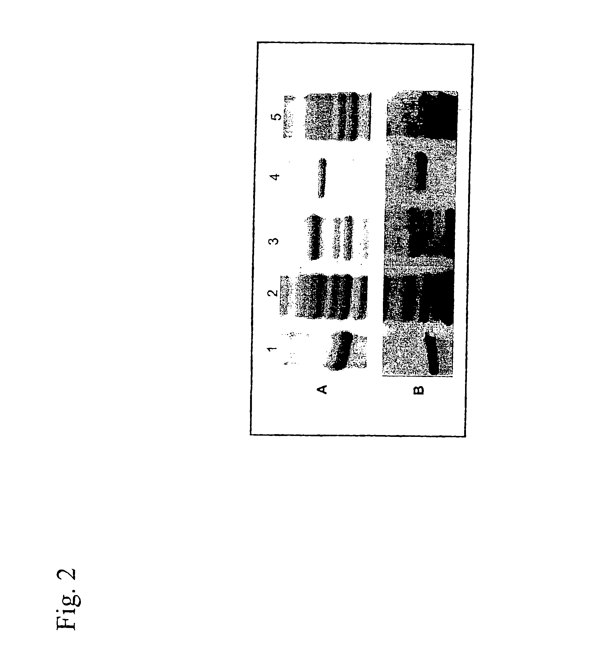Lawsonia intracellularis vaccine