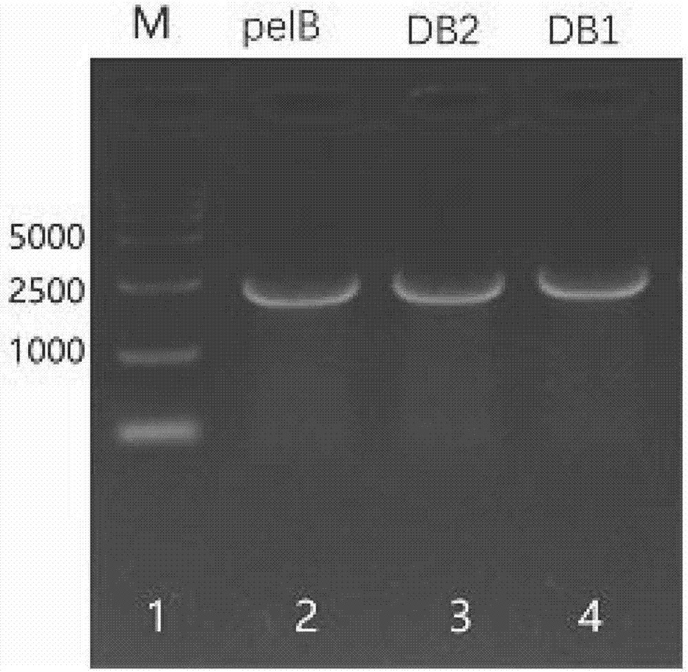 PelB signal peptide mutant capable of improving protein secretion efficiency and application of pelB signal peptide mutant