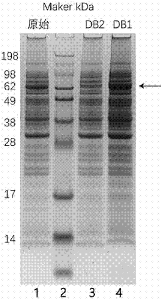 PelB signal peptide mutant capable of improving protein secretion efficiency and application of pelB signal peptide mutant