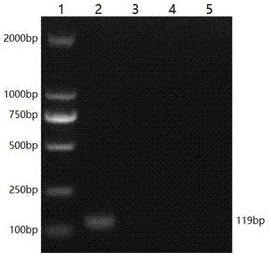 Duplex PCR primers for actinobacillus pleuropneumoniae and pasteurella multocida