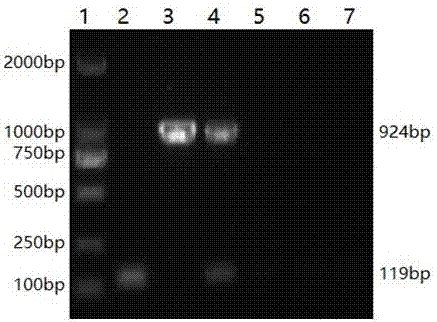 Duplex PCR primers for actinobacillus pleuropneumoniae and pasteurella multocida