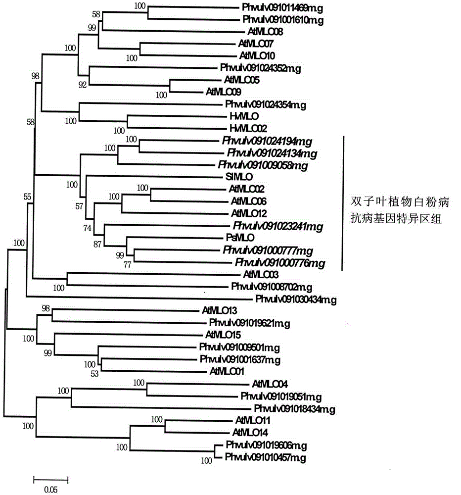 Application of comparative genomics to rapid identification of phaseolus vulgaris mildew resistance locus o gene