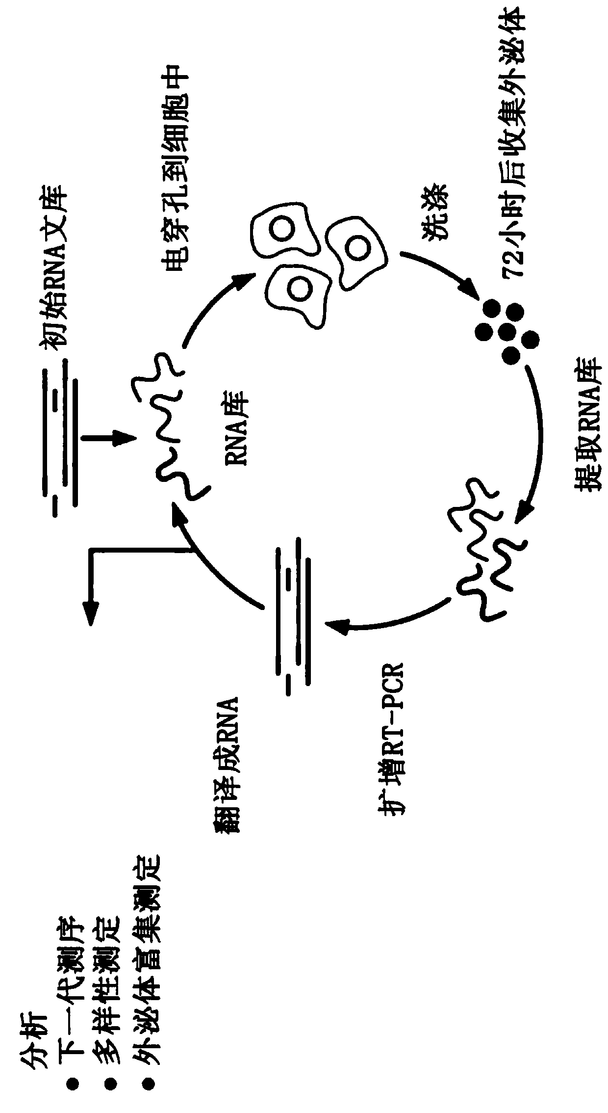 Compositions and methods for loading extracellular vesicles with chemical and biological agents/molecules