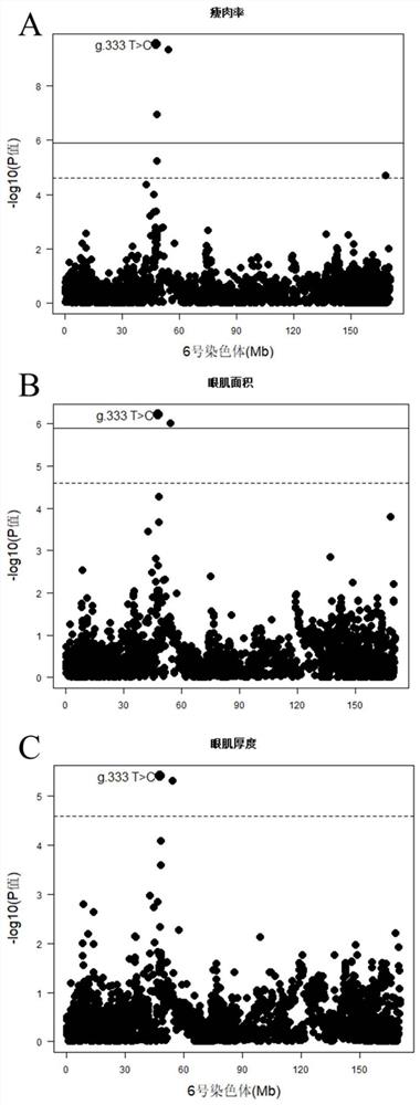 SNP molecular markers and applications related to lean meat rate, eye muscle area and eye muscle thickness on pig chromosome 6