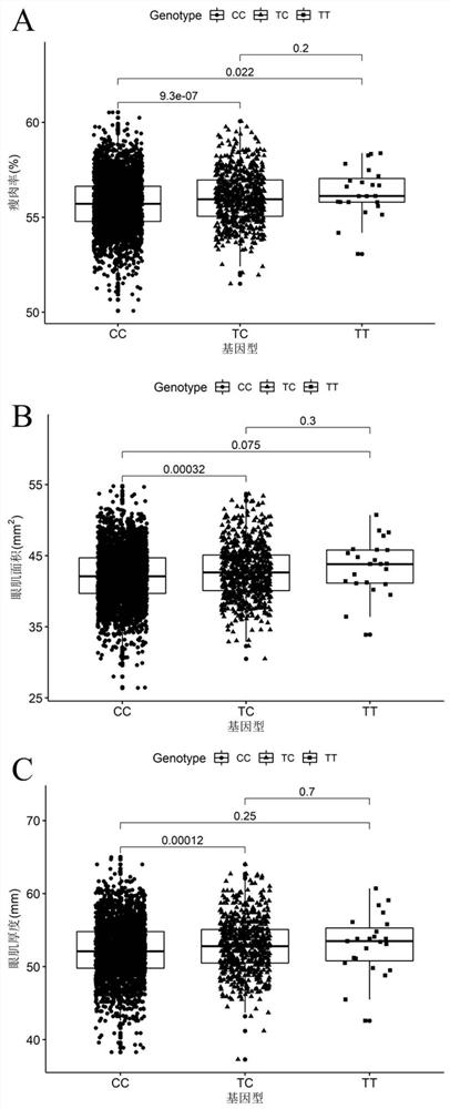 SNP molecular markers and applications related to lean meat rate, eye muscle area and eye muscle thickness on pig chromosome 6