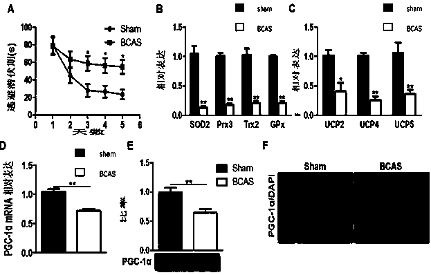 Use of pgc-1α in preparing medicine for treating vascular dementia