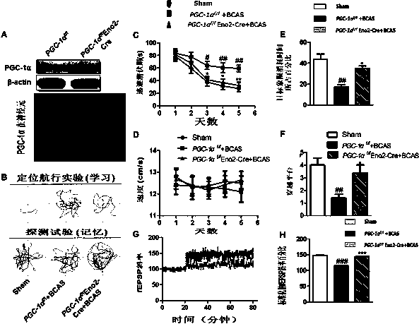 Use of pgc-1α in preparing medicine for treating vascular dementia