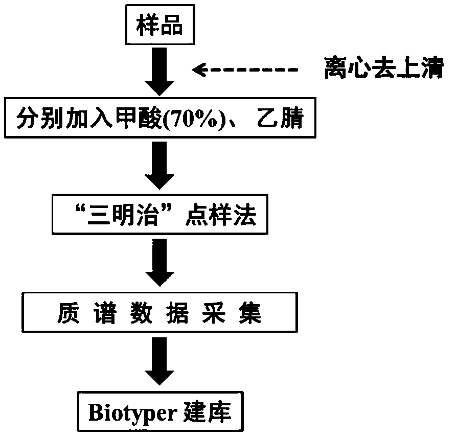 Mass spectrum database establishing method based on virus identification