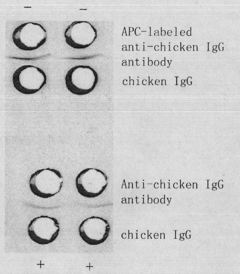 Method for preparing allophycocyanin-marked fluorescent antinuclear antibody