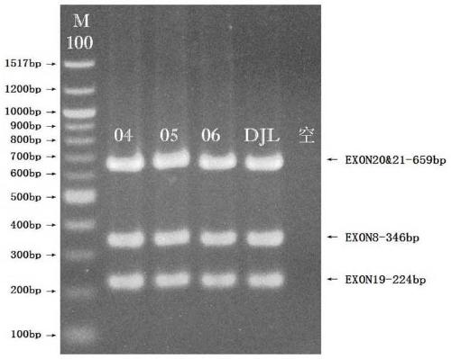 Method for synchronously detecting gene mutations of 8th, 19th, 20th and 21st exons of ERBB2 gene