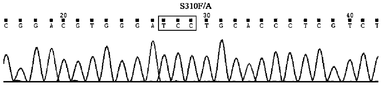 Method for synchronously detecting gene mutations of 8th, 19th, 20th and 21st exons of ERBB2 gene