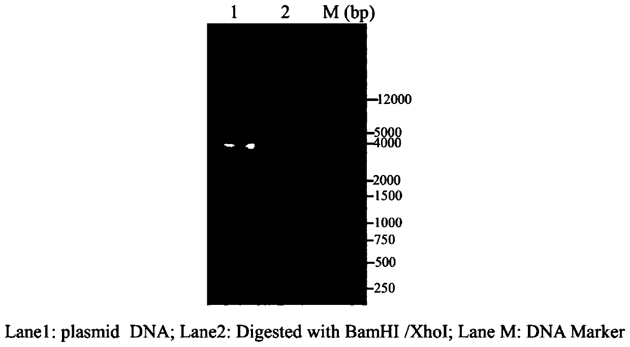 Sorghum 14-3-3 protein GF14c gene, recombined vector thereof and expression method of gene