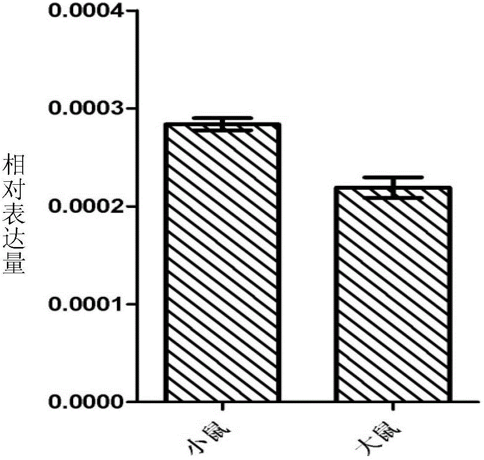 Schistosoma japonicum recombinant antigen, and preparation method and application thereof