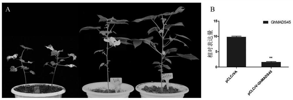 Application of Cotton ghmads45-d09 Gene in Promoting Plant Flowering
