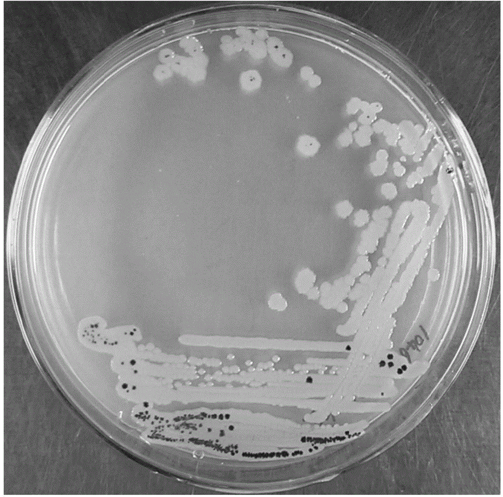 Preparation method and application of pseudomonas chlororaphis for resisting disease and promoting growth