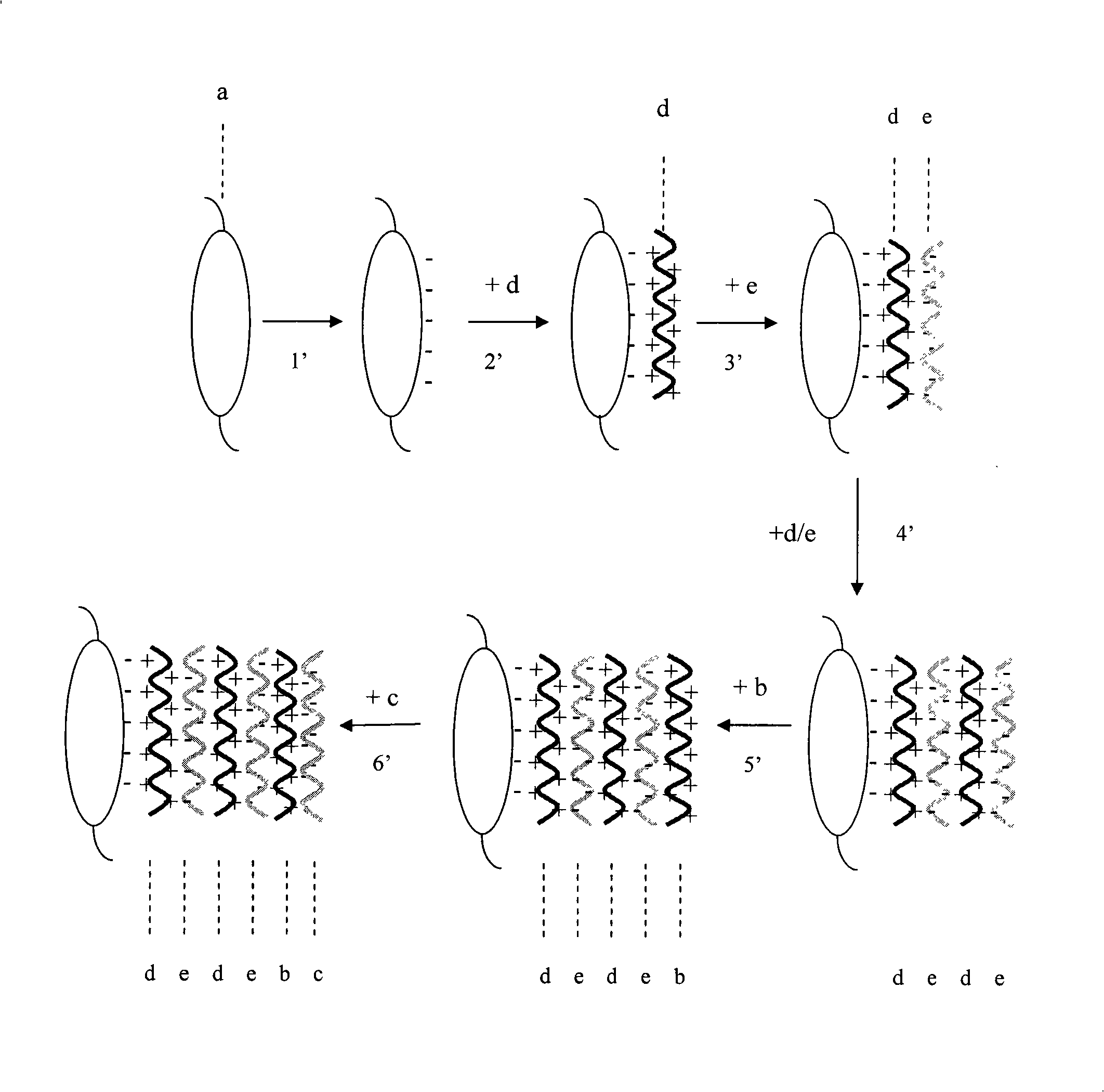 Artificial crystalline len with transforming growth factor resistant beta2 antibody membrane on surface and manufacturing method thereof
