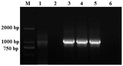 Staphylococcus aureus fusion protein and protein expression vector and purification method thereof