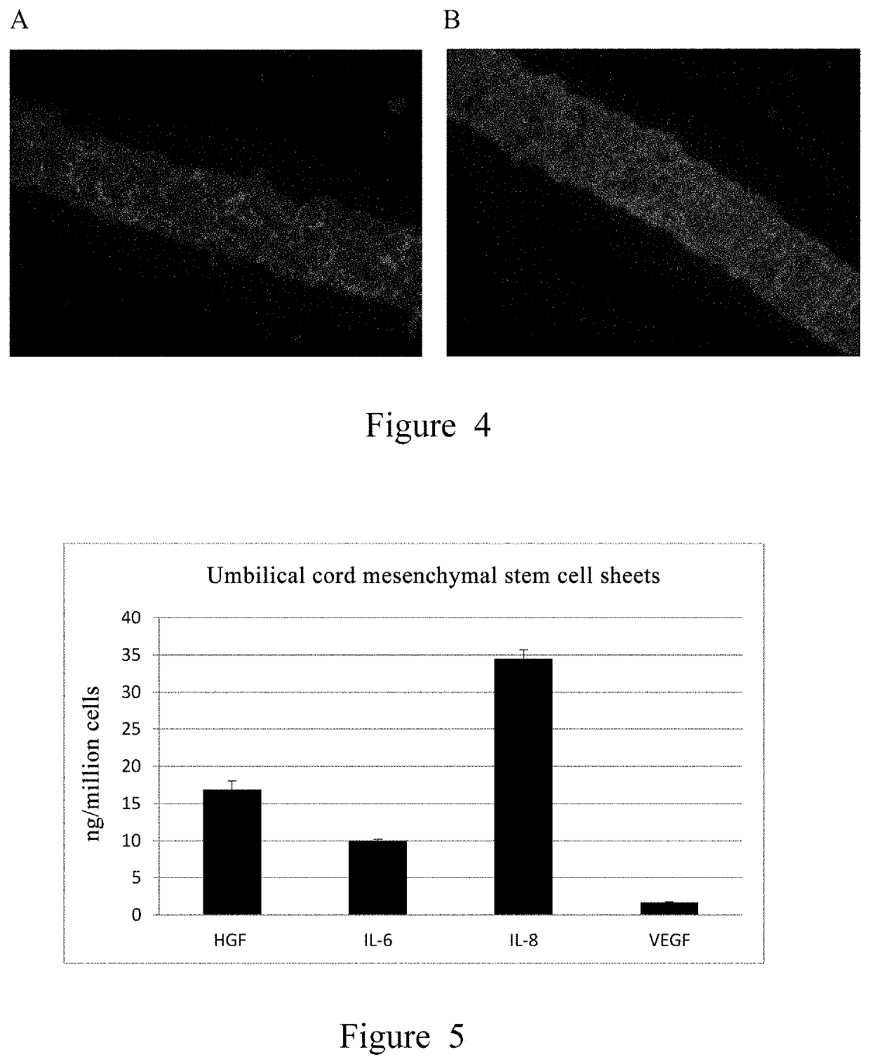 Mesenchymal stem cell sheet and use thereof
