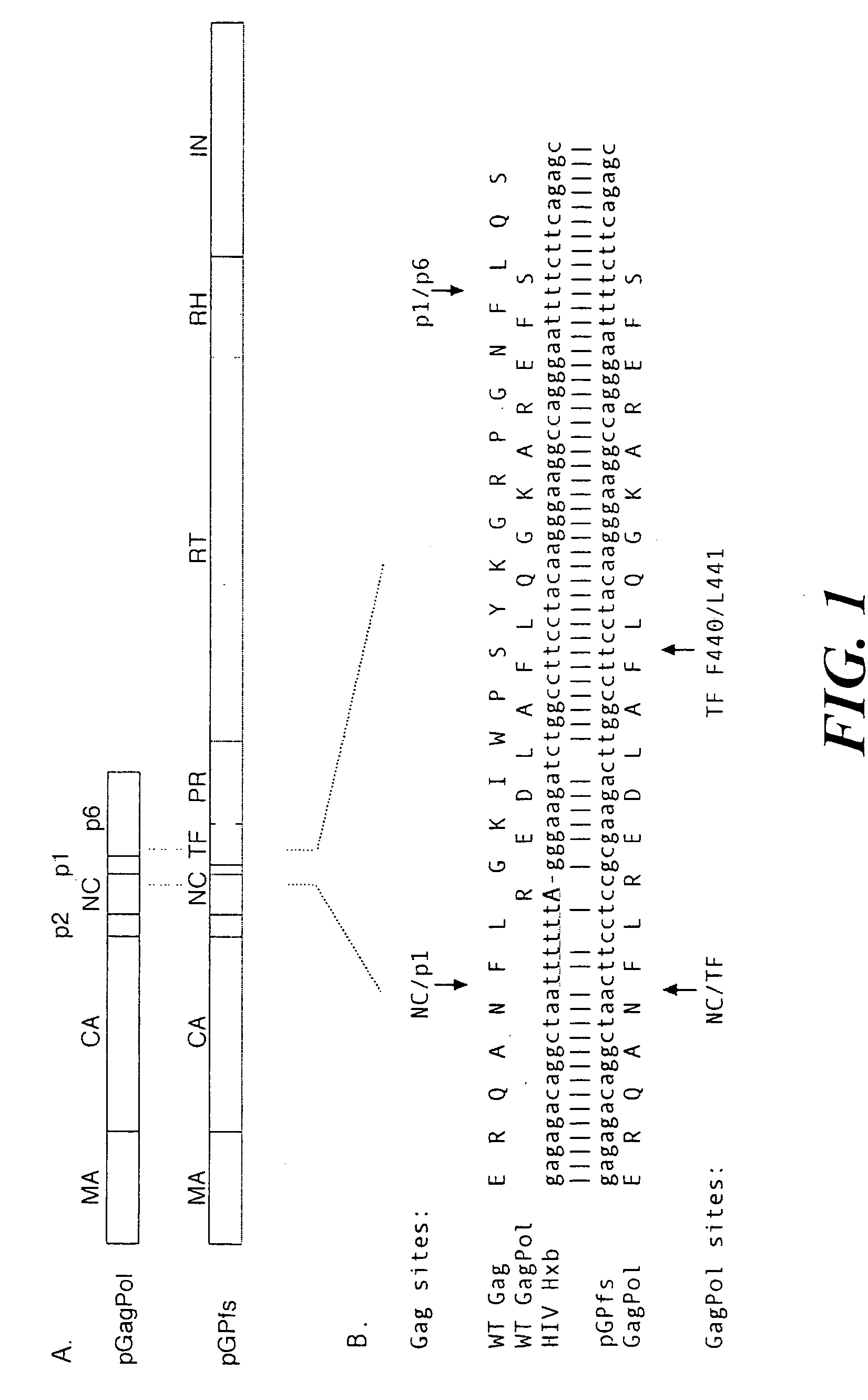 Methods and reagents for identifying inhibitors of viral protease activity
