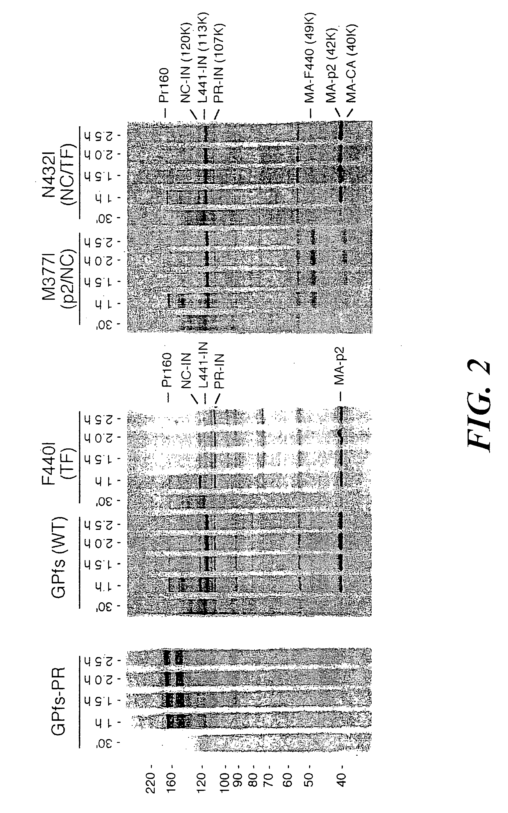Methods and reagents for identifying inhibitors of viral protease activity