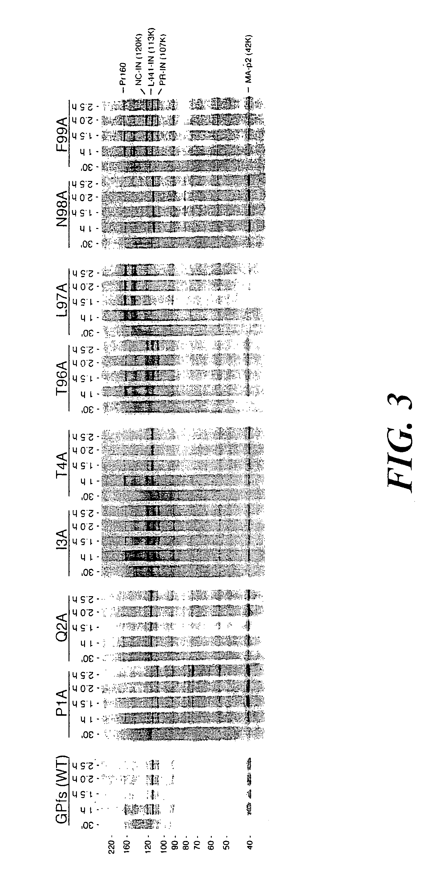 Methods and reagents for identifying inhibitors of viral protease activity