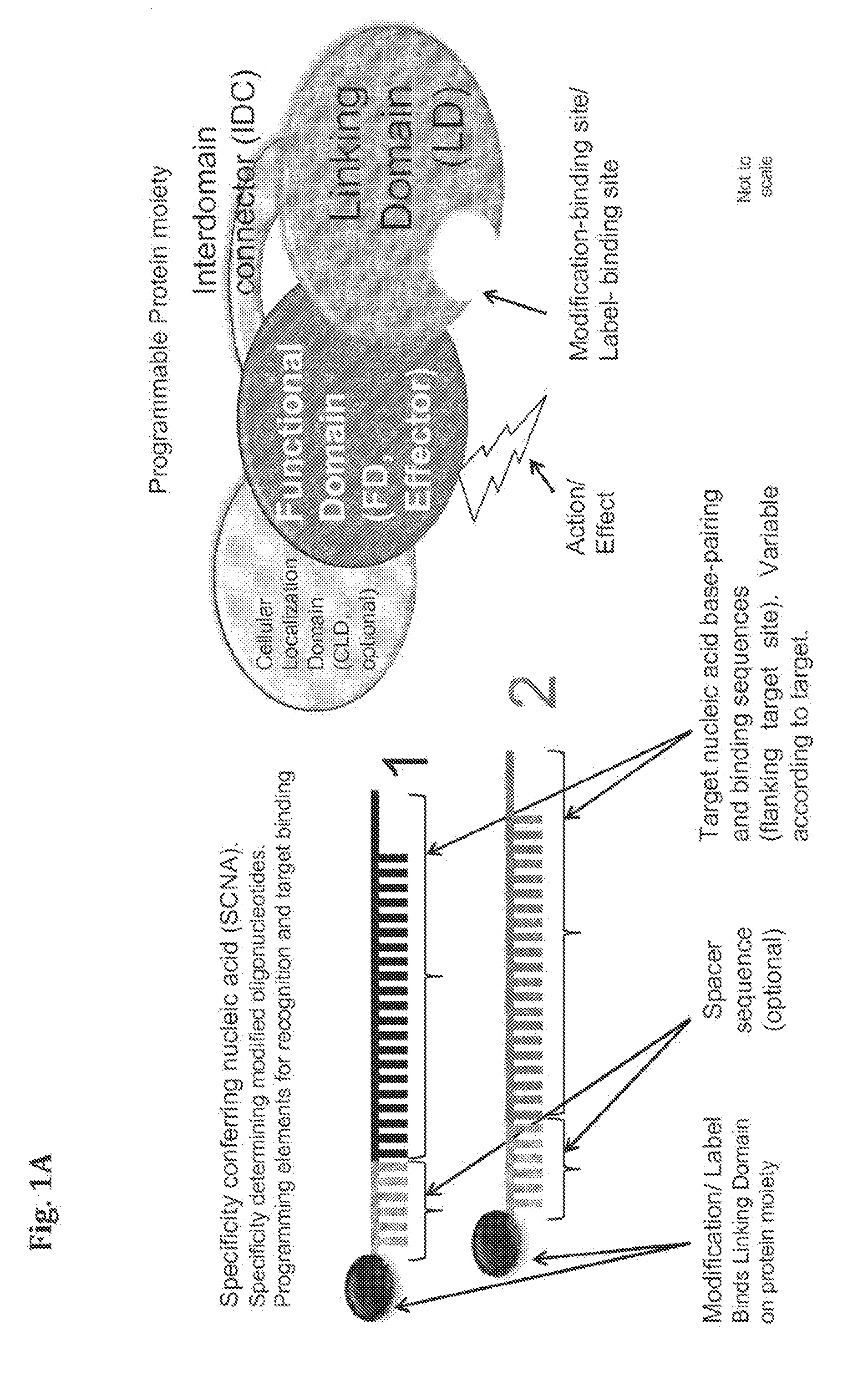 Compositions and Methods for Modifying a Predetermined Target Nucleic Acid Sequence