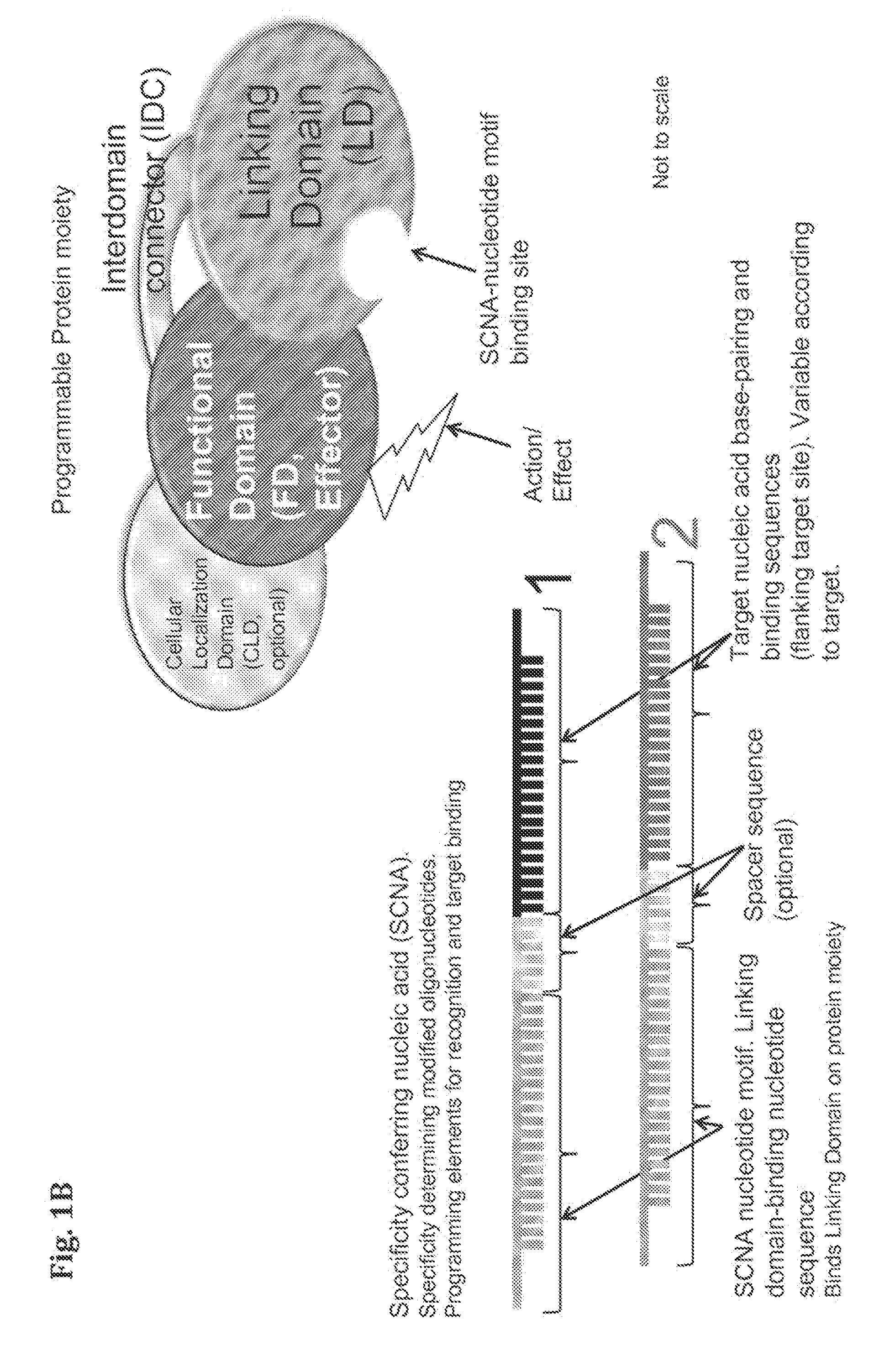 Compositions and Methods for Modifying a Predetermined Target Nucleic Acid Sequence