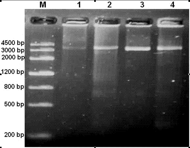 Nucleotide sequence of gene for resistance to Cereal cyst nematode, Heterodera avenae and application thereof