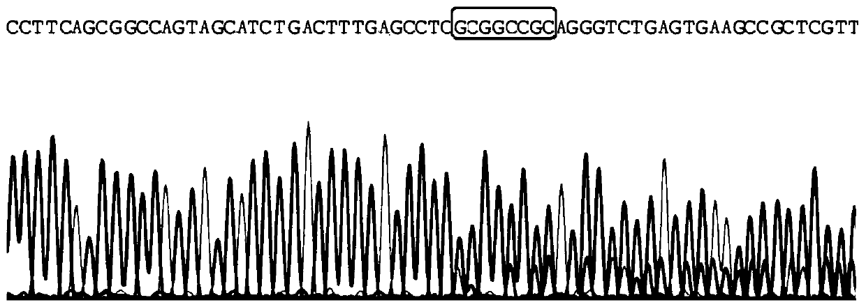 gRNA sequence of targeted editing bcr-abl fusion gene and application thereof
