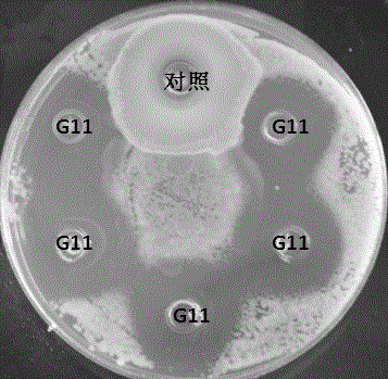 Pediococcus pentosaceus G11 strain as well as screening and applications thereof
