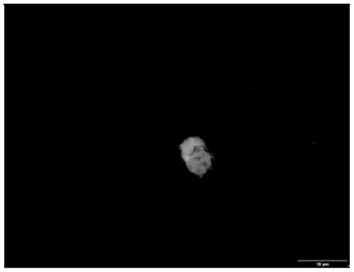 Alliin antibody prepared by immunization of guinea pigs