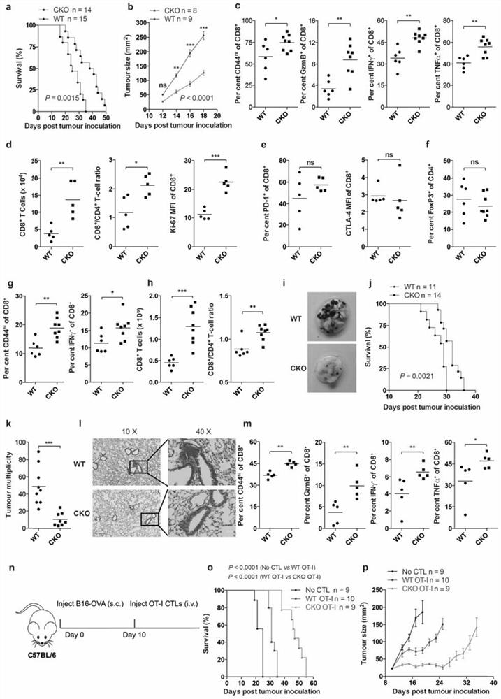 Combined Drug Combinations for Tumor Therapy