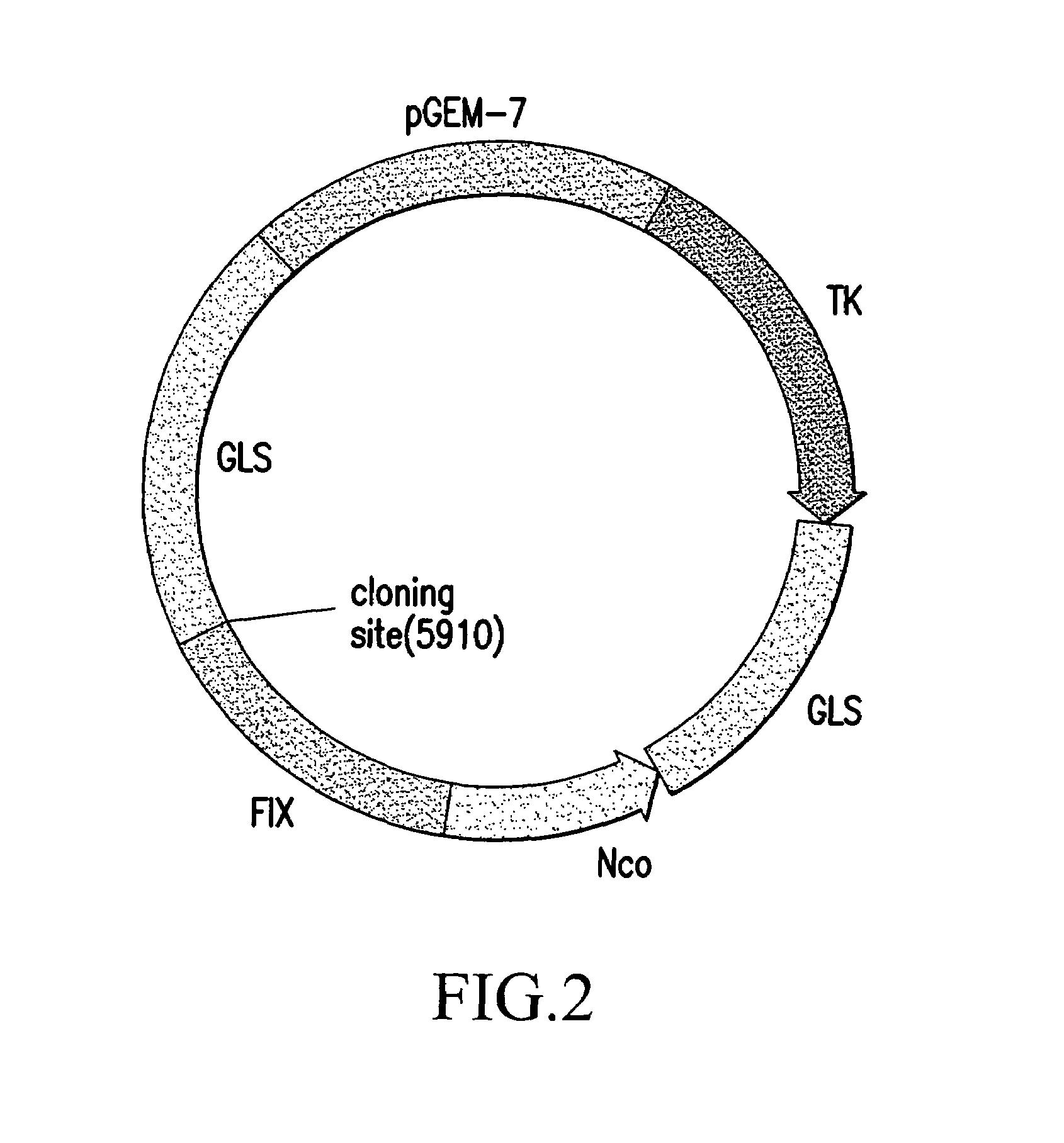 Gene therapy agent for Haemophilia B and its preparation method