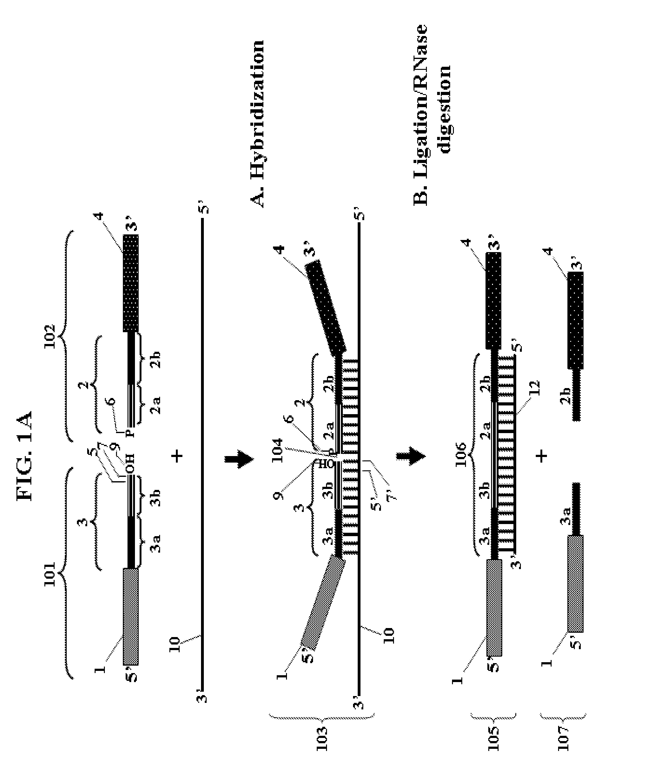 Chimeric Oligonucleotides for Ligation-Enhanced Nucleic Acid Detection, Methods and Compositions Therefor