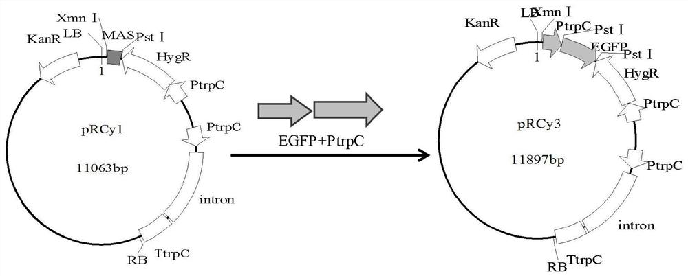 Transgenic biocontrol fungus for interfering expression of diaphorina citri kuwayama vitellogenin gene as well as preparation method and application of transgenic biocontrol fungus