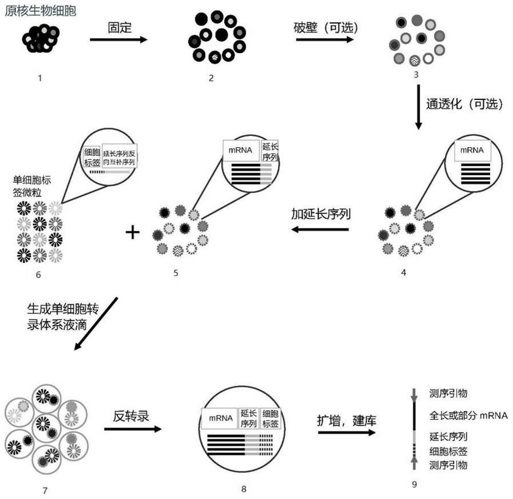 Method for constructing prokaryote single cell RNA sequencing library