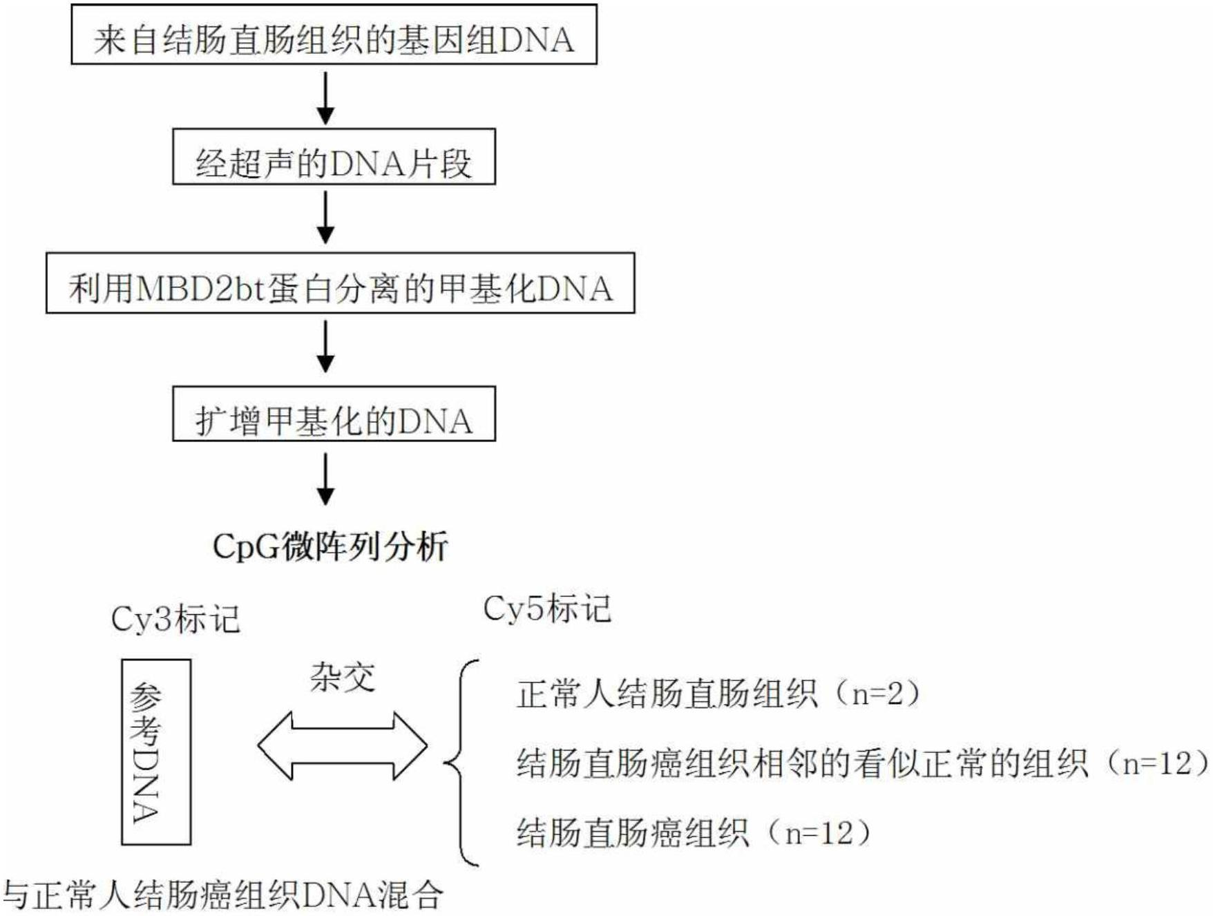 Method for detecting the methylation of colon-cancer-specific methylation marker genes for colon cancer diagnosis