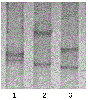 Method for screening allelotype of immune related gene DQA1 Exon 2-(A-C) of goat