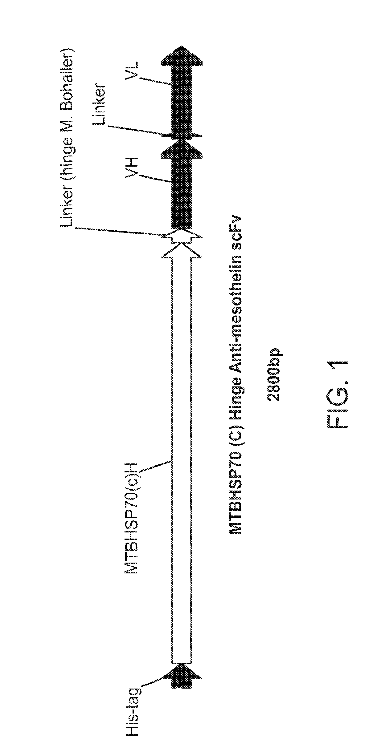 Mesothelin antibody protein fusions and methods of use