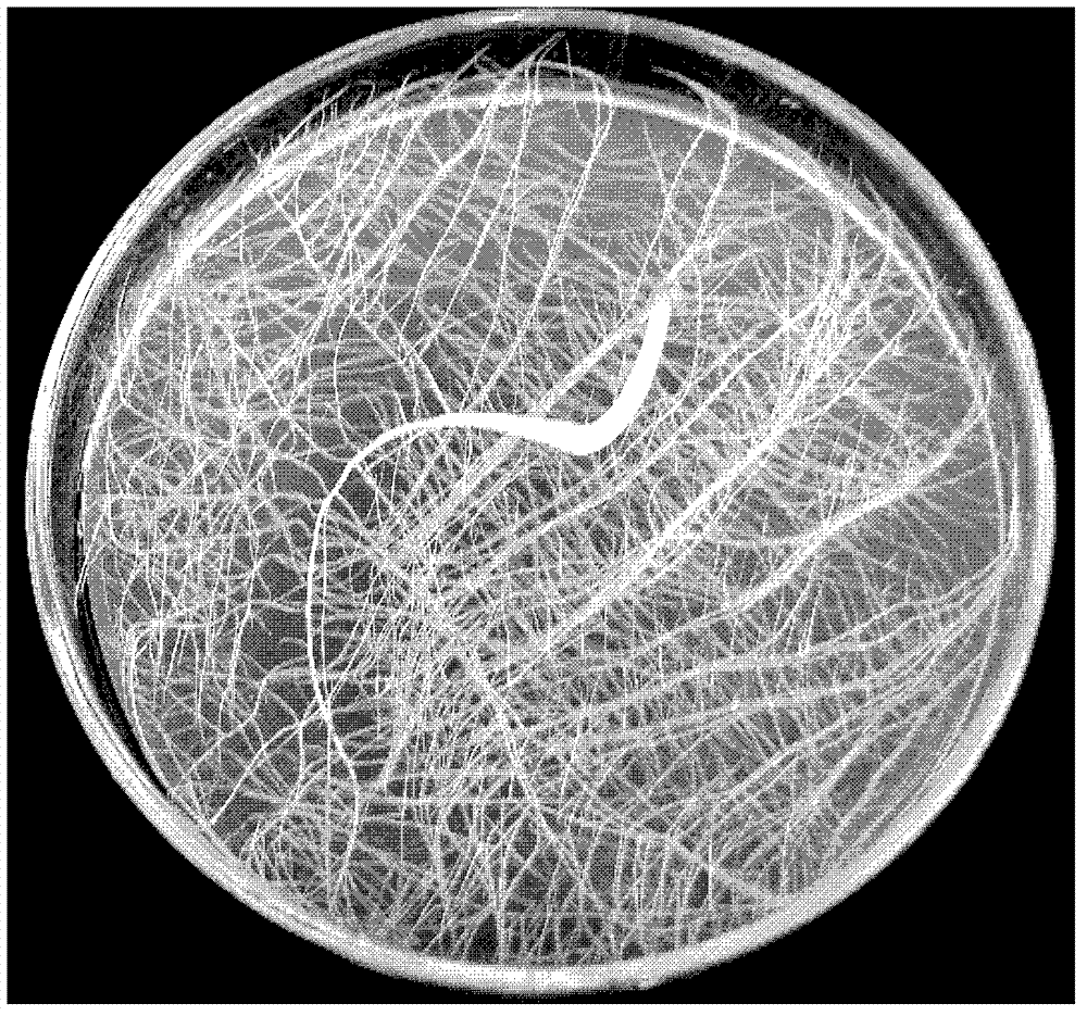 Method for breeding meloidogynes by utilizing single allosome of separated root system of non-exogenous cultured water spinach