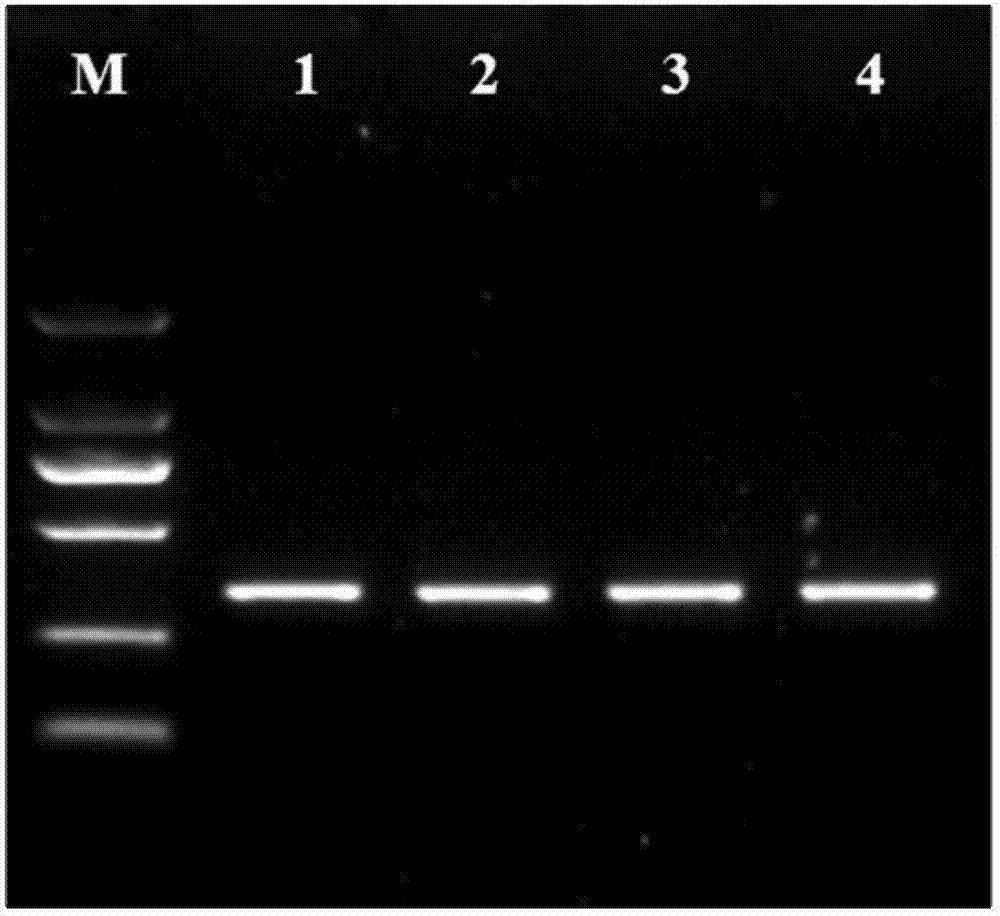 Composite for preservation of human saliva and preparation method there of