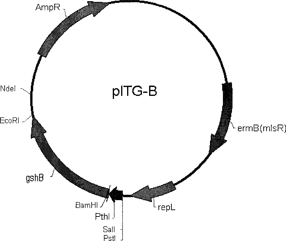 Clostridium for synthesizing glutathion and construction method and use thereof