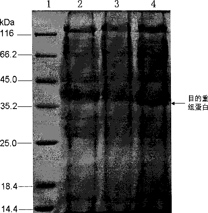 Clostridium for synthesizing glutathion and construction method and use thereof