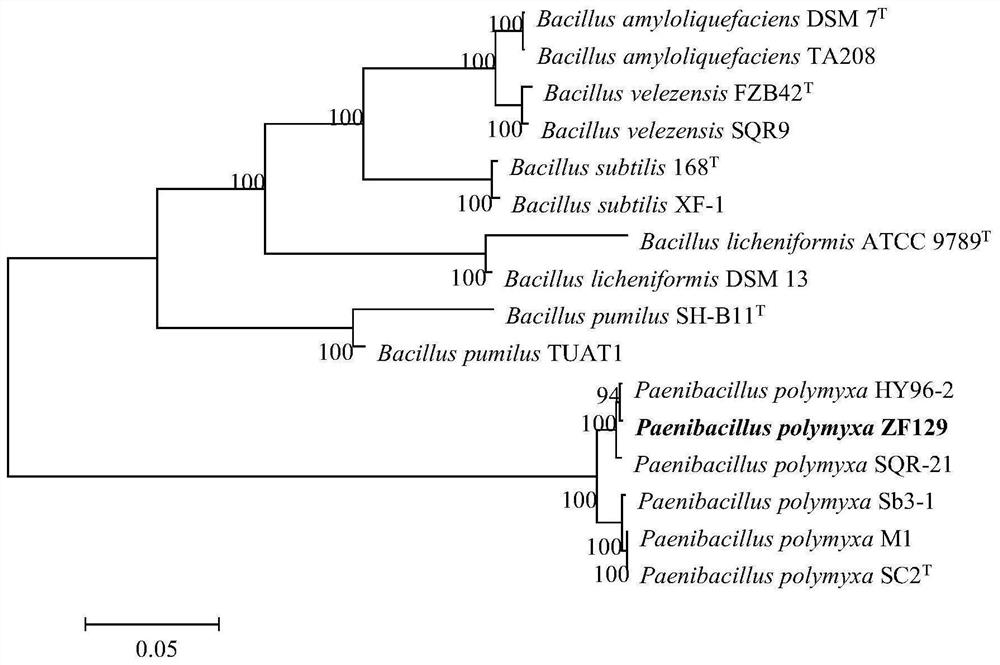 Paenibacillus polymyxa and application thereof in prevention and treatment of various soil-borne diseases