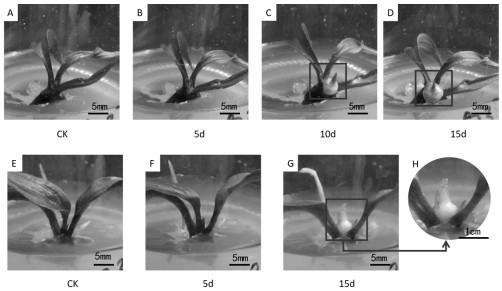 Dark energy-saving in-vitro propagation method for micro tubers of polygonatum cyrtonema